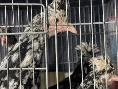 bán gà quý phi. Mua bán Gà tại Quận Bình Thạnh Tp Hồ Chí Minh được đăng bởi Khương