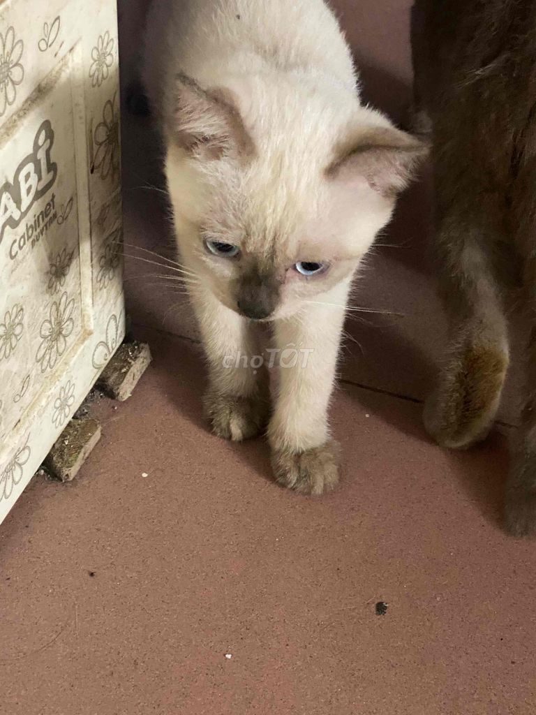 em tìm chủ mới cho các bé ạ em ở hoàng mai hà nội