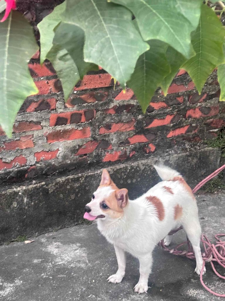 Tìm chủ mới yêu thương em cún. Mua bán Chó tại Quận Đống Đa Hà Nội được đăng bởi Dương Nguyễn Thuỳ hình 1
