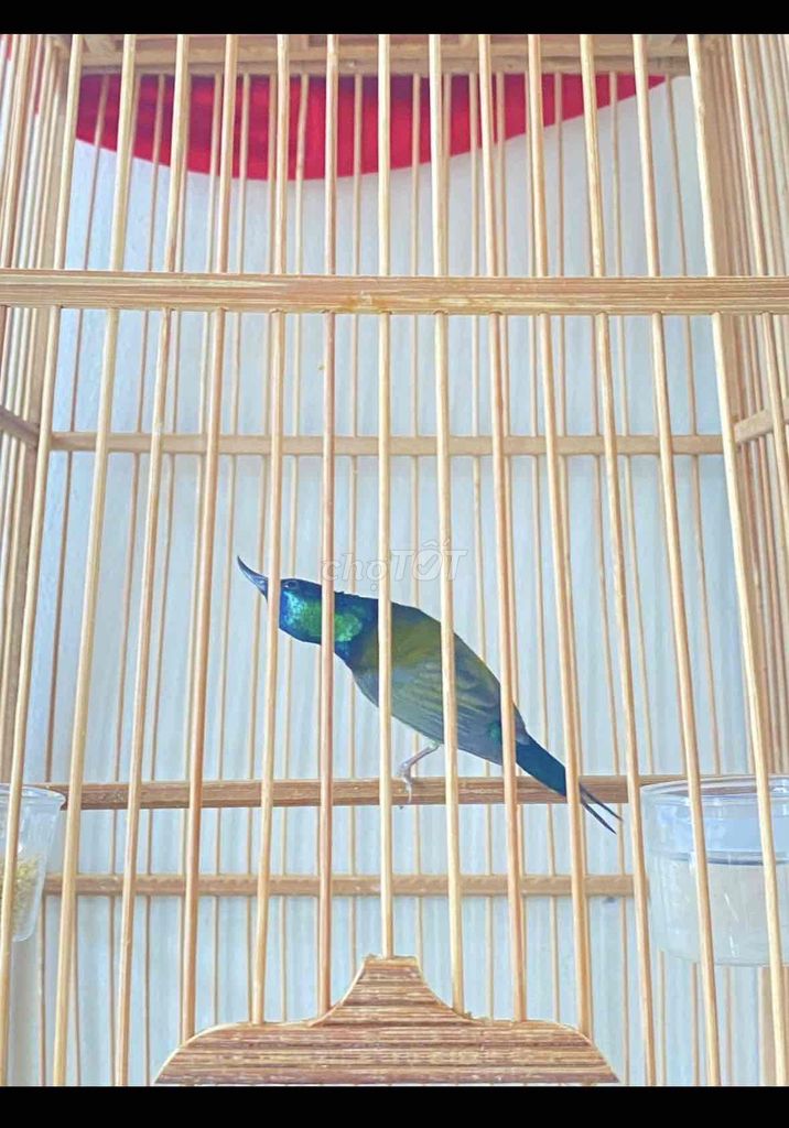 bộ hút mật đuôi chẻ thuần dạn. Mua bán Chim tại Quận 12 Tp Hồ Chí Minh được đăng bởi Triển hình 1