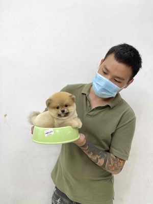 Trại nhân giống Corgi-poodle-Pom thái-golden. Mua bán Chó tại Thành phố Pleiku Gia Lai được đăng bởi Chaien Pet Shop