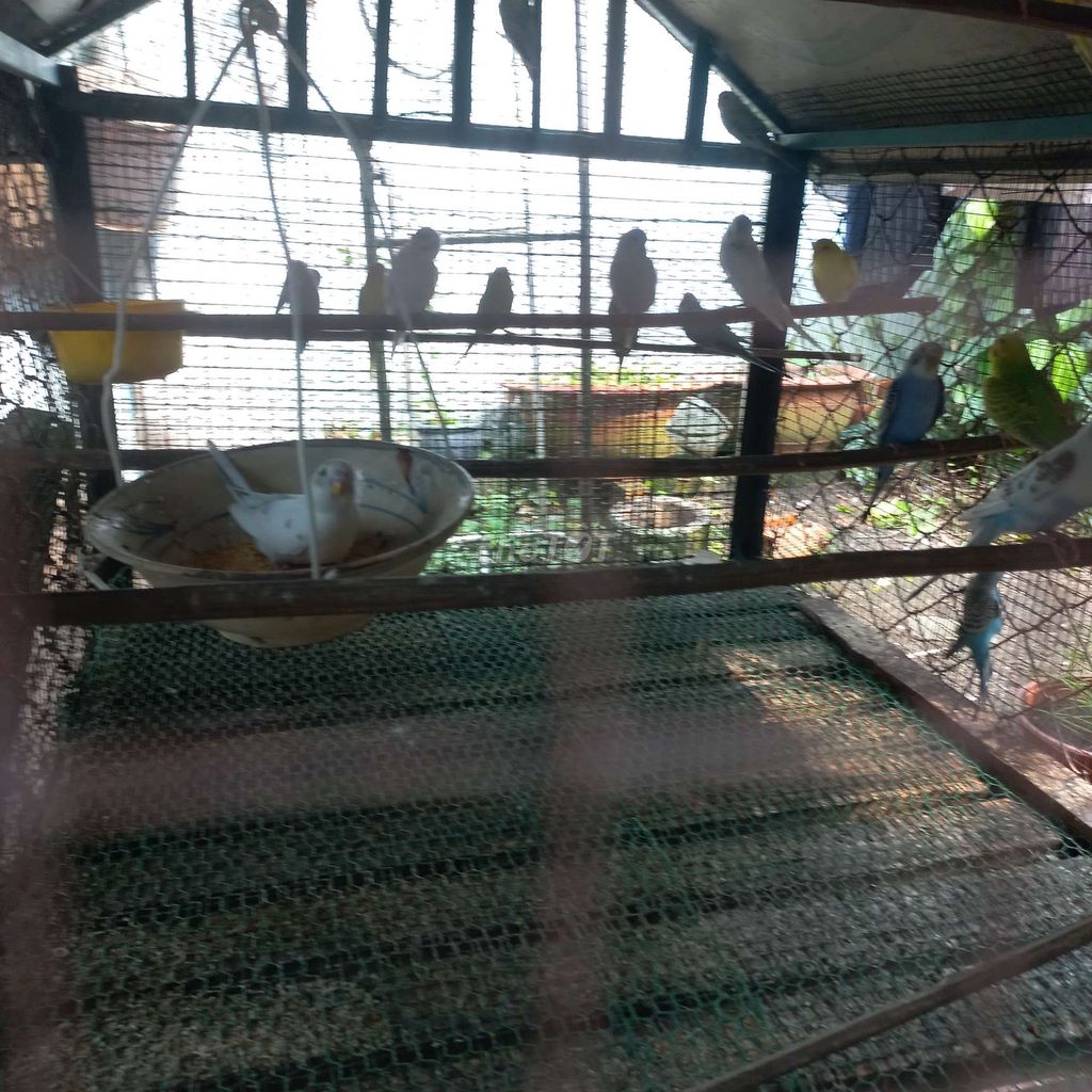 Chim Yến phụng tơ nhiều màu. Mua bán Chim tại Huyện Củ Chi Tp Hồ Chí Minh được đăng bởi bình Phan hình 1