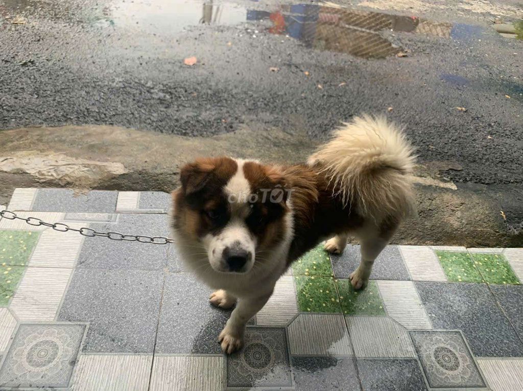 Chó lai nhật. Mua bán Chó tại Thành phố Dĩ An Bình Dương được đăng bởi Duong hình 1