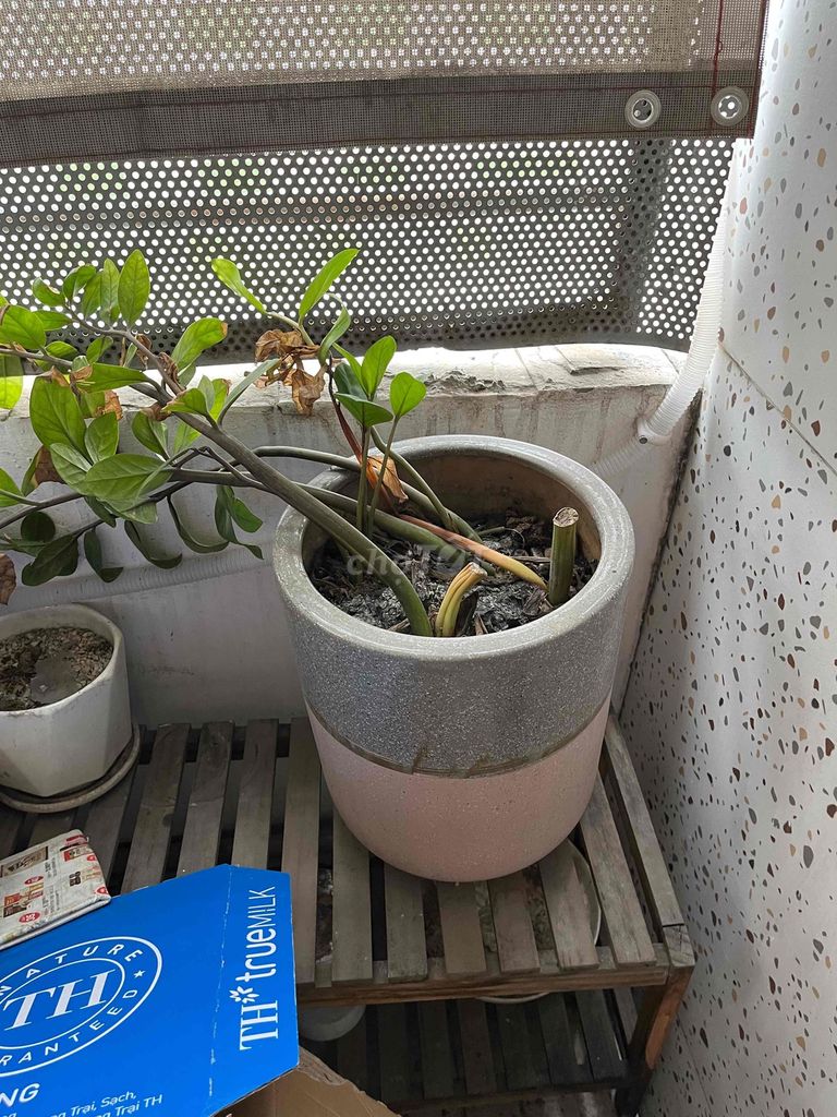 Cây cảnh Kim tiền chậu Gốm Hồng Xám. Mua bán Cây cảnh, đồ trang trí tại Thành phố Thủ Đức Tp Hồ Chí Minh được đăng bởi Nguyen Hai hình 1