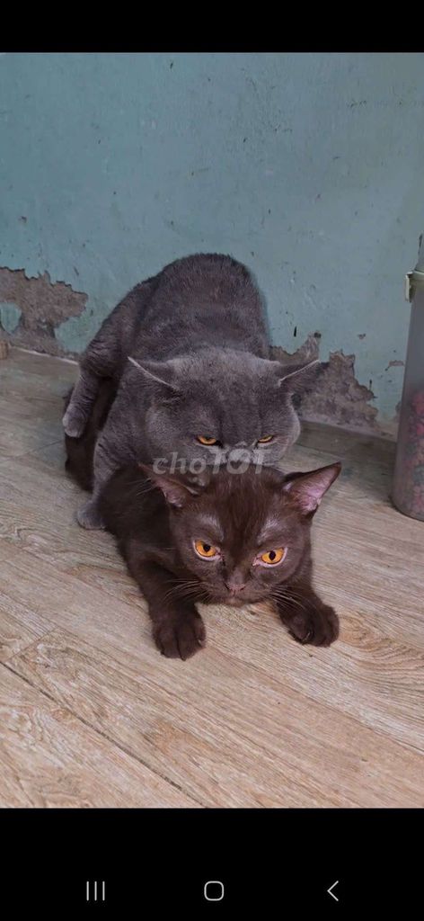 Tìm chủ cho con.. Mua bán Mèo tại Quận 12 Tp Hồ Chí Minh được đăng bởi mập  hình 1