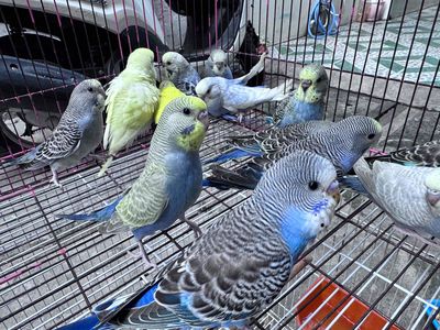 chim vẹt yp hl lai eu