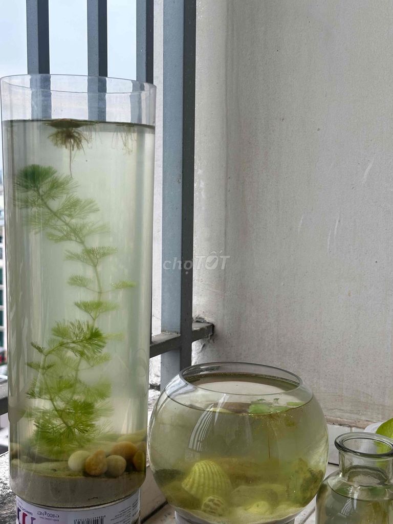 Bán Full bể + cá + Full option