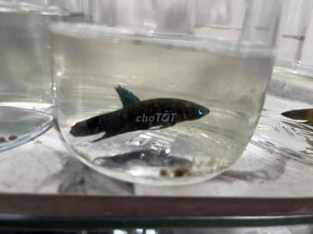 cá lia thia đồng đủ giá. Mua bán Thú cưng khác tại Quận Tân Phú Tp Hồ Chí Minh được đăng bởi Vinh tuyết hình 1