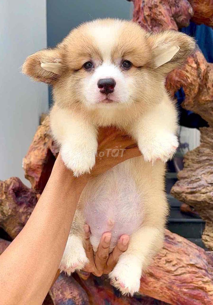 bán chó corgi sẵn shop 130 đường 2/9 đà nẵng. Mua bán Chó tại Quận Liên Chiểu Đà Nẵng được đăng bởi Chó Cảnh Đà Nẵng 130 đường 2 9  hình 1