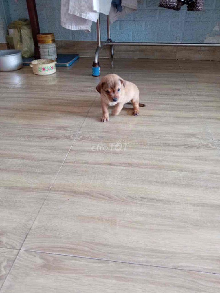 Chó lai nhật lùn. Mua bán Chó tại Quận 12 Tp Hồ Chí Minh được đăng bởi huỳnh đào  hình 3
