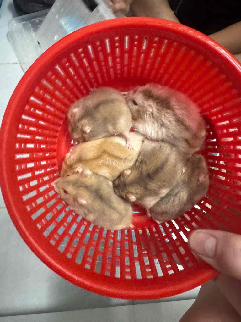 Hamster Robo nhiều màu. Mua bán Thú cưng khác tại Quận Gò Vấp Tp Hồ Chí Minh được đăng bởi Nguyen Trucc hình 1