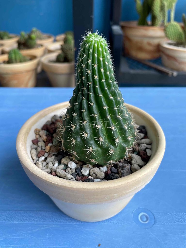Xương rồng các loại chậu đất nung 9x6cm. Mua bán Cây cảnh, đồ trang trí tại Huyện Hóc Môn Tp Hồ Chí Minh được đăng bởi Trần Bảo Châu hình 1