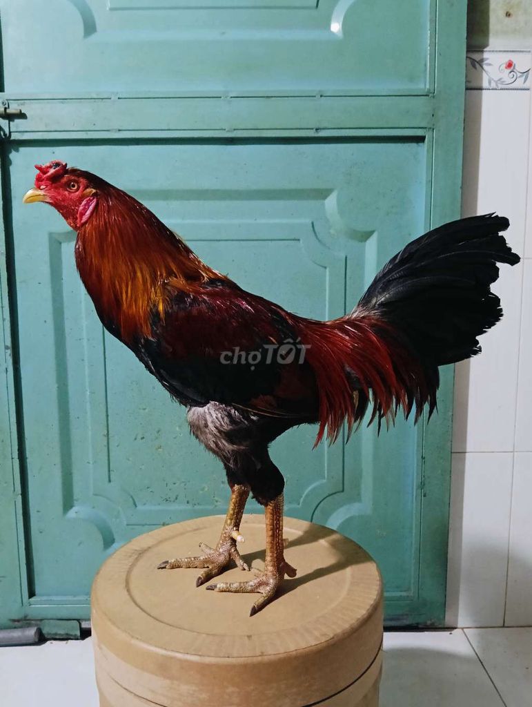 Điều hách mỹ 2k9 tay tốt