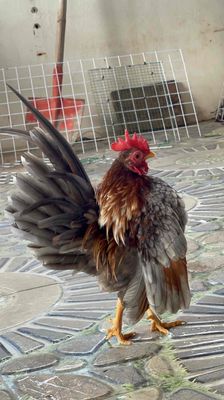 SERAMA CỰC PHẨM. Mua bán Gà tại Huyện Đan Phượng Hà Nội được đăng bởi Mê Gà Trại