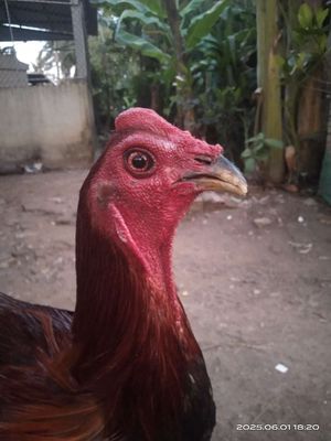 Gà tây bắc. Mua bán Gà tại Huyện Châu Thành Hậu Giang được đăng bởi Vũ Luân
