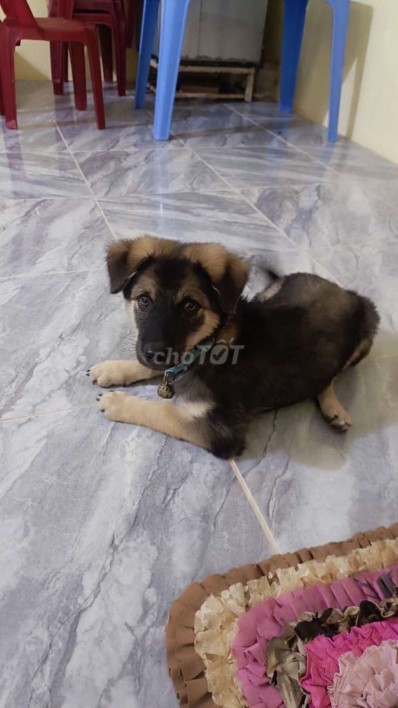 chó giống becgie Đã tiêm phòng.. Mua bán Chó tại Huyện Thoại Sơn An Giang được đăng bởi luân  hình 1