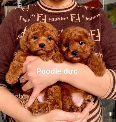 Chó Poodle Đực Nâu đỏ Đã tiêm phòng