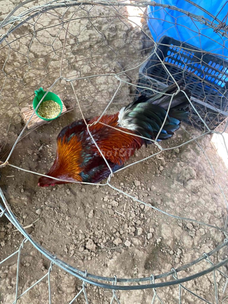 Gà điều lai Mỹ 3.3kg. Mua bán Gà tại Huyện Châu Thành Hậu Giang được đăng bởi Cần Thơ Ford  hình 1