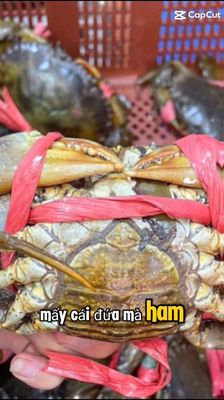 Cua biển sống buộc dây. Mua bán Đồ ăn, thực phẩm và các loại khác tại Thành phố Thủ Đức Tp Hồ Chí Minh được đăng bởi Minh Đạt