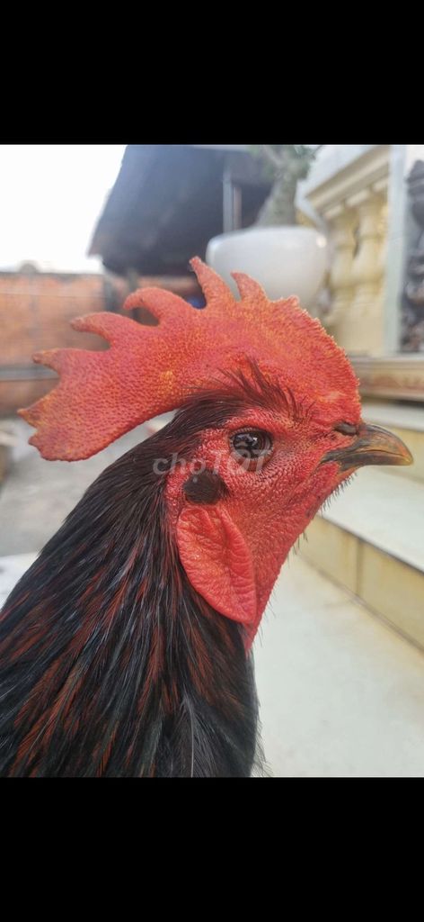 Ô que 3ký cự mạnh . Mua bán Gà tại Thành phố Tân An Long An được đăng bởi Nguyễn Khánh  hình 1