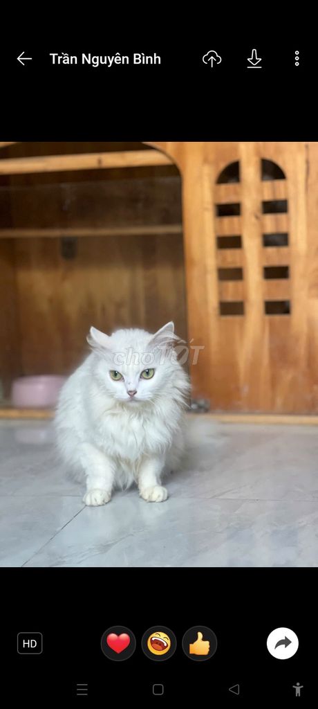 Mèo Ald  Trắng . Cái. Mua bán Mèo tại Quận Bình Thạnh Tp Hồ Chí Minh được đăng bởi Bình Trần hình 1