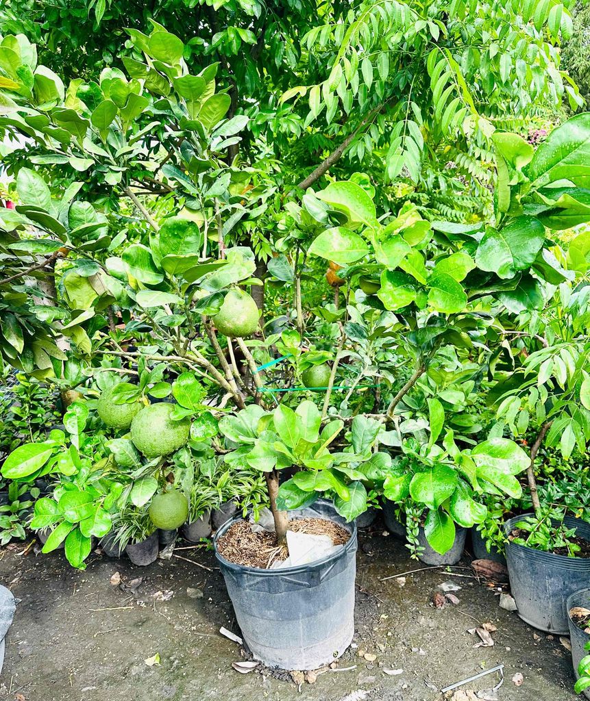 Bưởi Da Xanh cây lớn đang trái sum suê. Mua bán Cây cảnh, đồ trang trí tại Quận Gò Vấp Tp Hồ Chí Minh được đăng bởi Vườn Kiểng Nhà Nị Ny hình 1