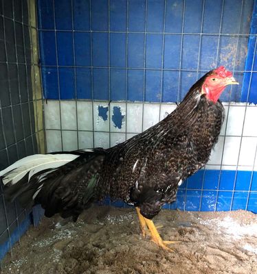 Cứu hiện 2kg750 chạng 2kg900. Mua bán Gà tại Huyện Bình Chánh Tp Hồ Chí Minh được đăng bởi Cậu Bé Bán Gà 