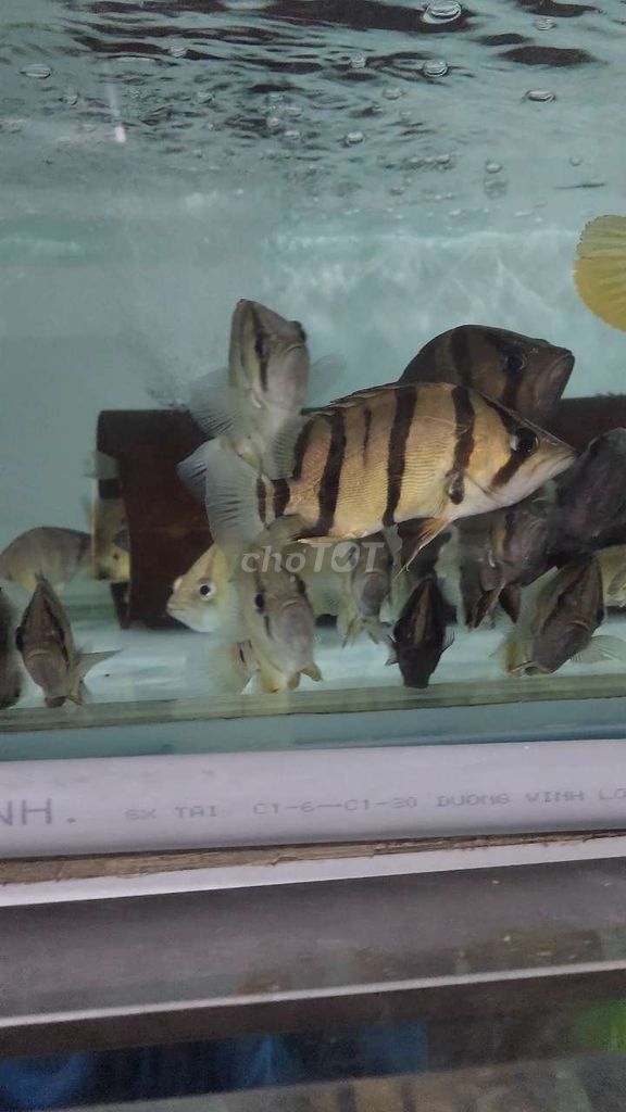 Cá Hổ Bắc Thái 10-12cm Vàng đen. Mua bán Thú cưng khác tại Quận 5 Tp Hồ Chí Minh được đăng bởi Tuấn Anh hình 1