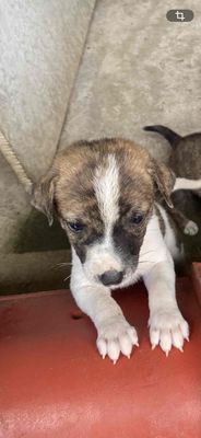 Chó Phú Quốc lai 40 ngày