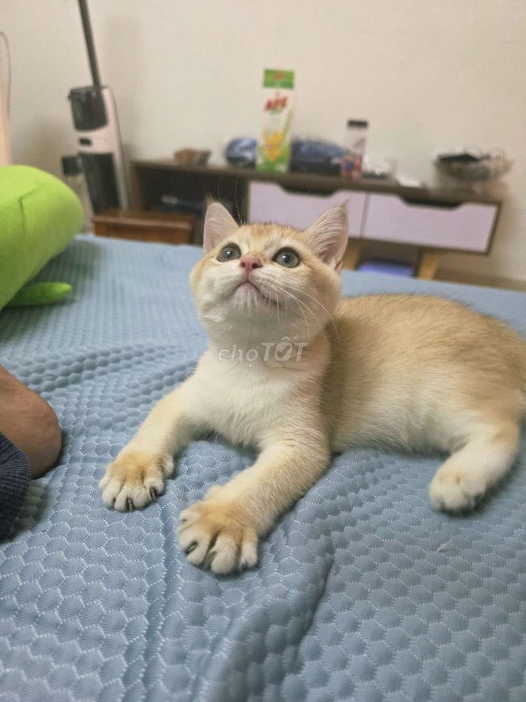 Mèo Anh lông ngắn Golden thuần chủng đã tiêm phòng. Mua bán Mèo tại Quận 7 Tp Hồ Chí Minh được đăng bởi Đoàn hình 1