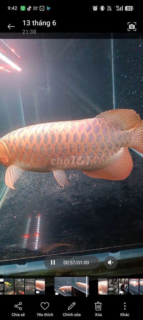 Cần chuyển nhượng em huyết đuôi càng.