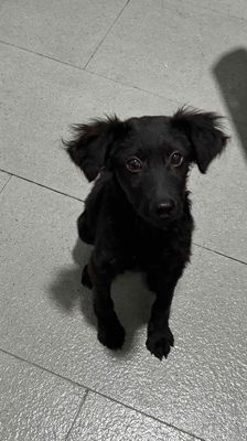 Mình tìm chủ mới cho bé trai poodle !