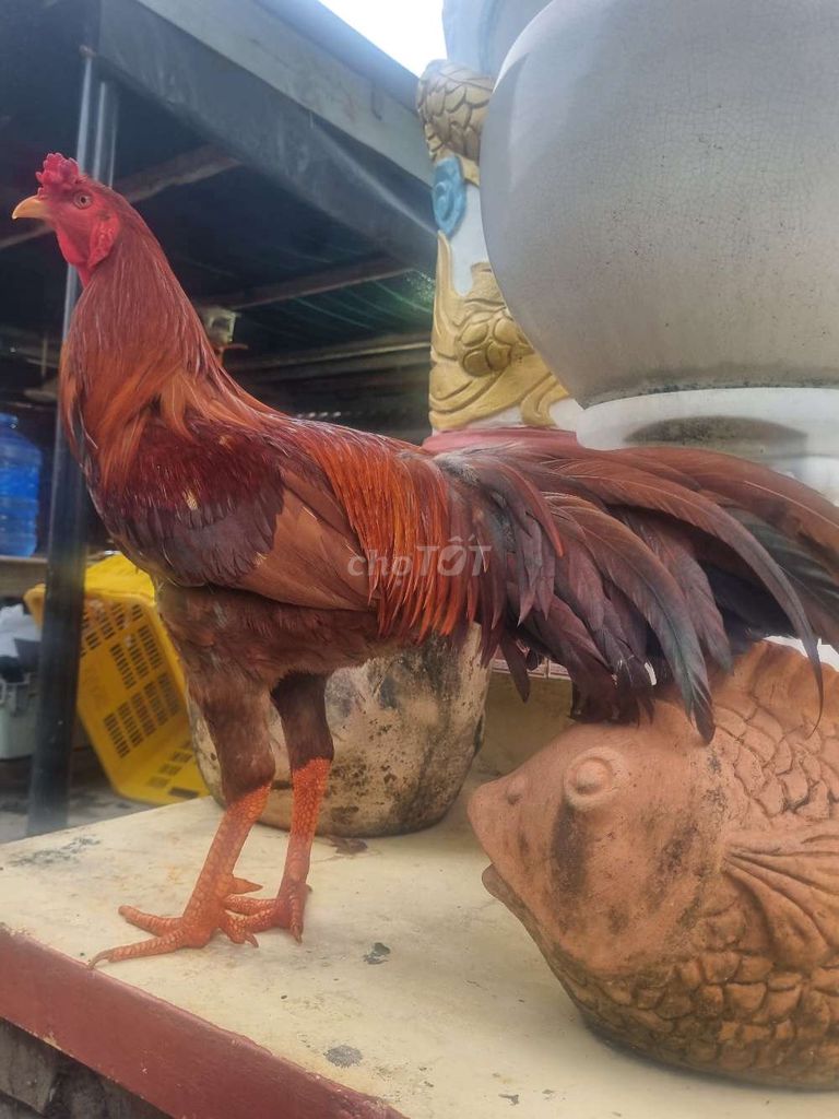 Khét tơ 3k3 mới up trạng đá 3k5. Mua bán Gà tại Thành phố Tân An Long An được đăng bởi Nguyễn Khánh  hình 1