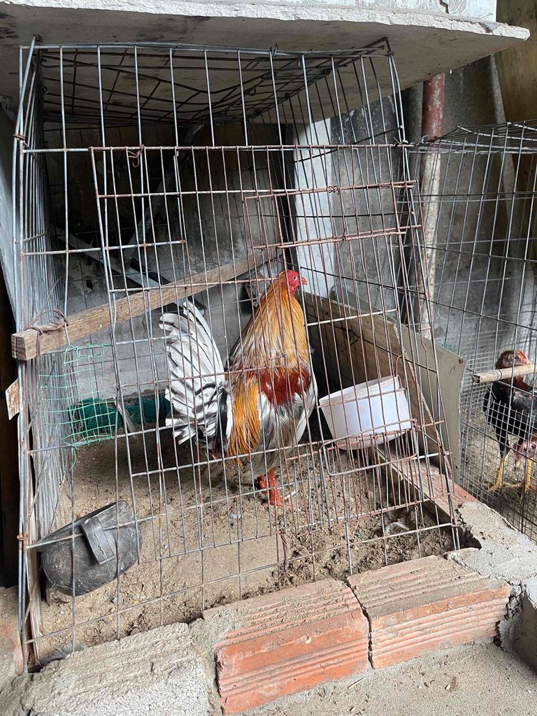 cần bán gà