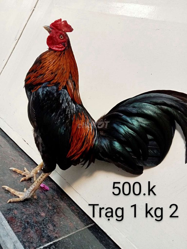 Tơ zin ae nhé trạng trén 1 kg 2 nha ae