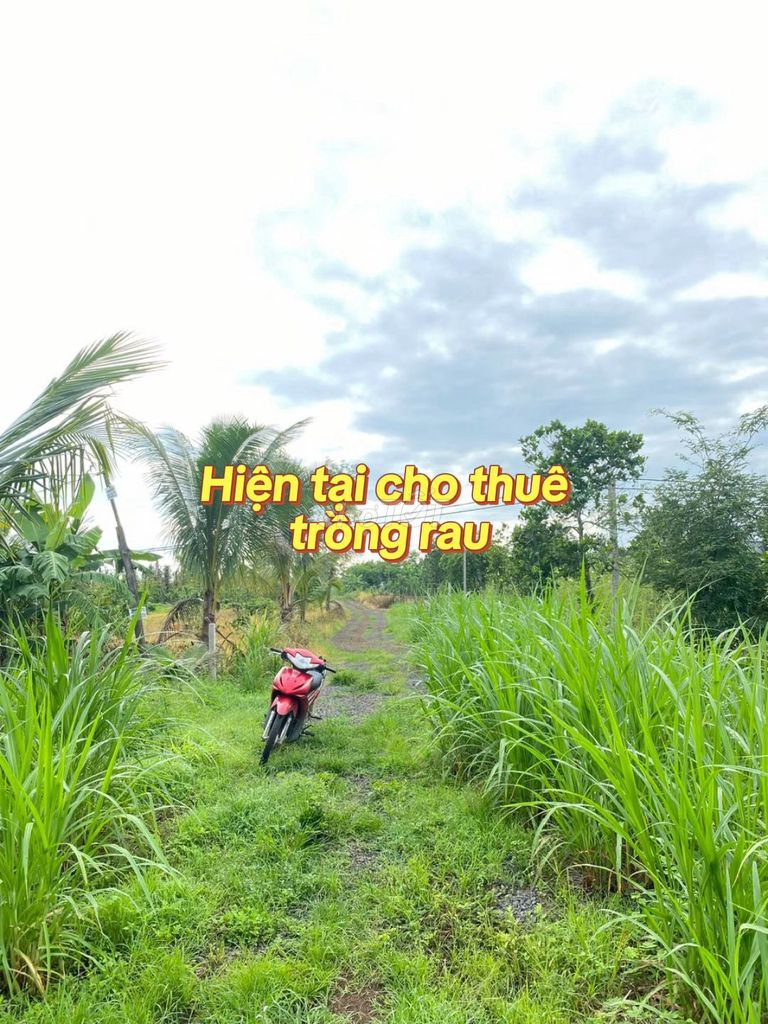 Cần bán lô đất vườn khu dân cư hiện hữu , đất thành phố , gần chợ. Mua bán Đất tại Thành phố Buôn Ma Thuột Đắk Lắk được đăng bởi Lê văn Chiến hình 2