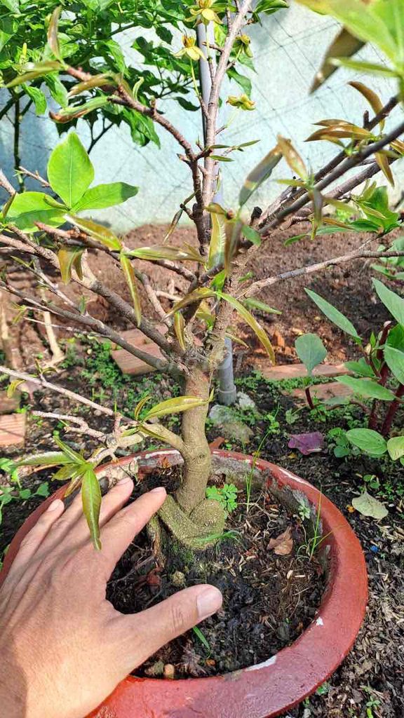 Mai vàng chậu Gốm. Mua bán Cây cảnh, đồ trang trí tại Thị xã Bến Cát Bình Dương được đăng bởi tuấn vũ hình 1