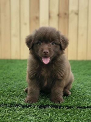 Gấu Bắc Hà Nâu mặt cực đẹp đã tiêm ngừa có sổ BH