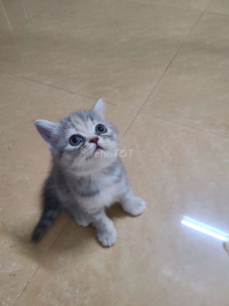 Mèo ALN mặt tròn vo mắt bive cute