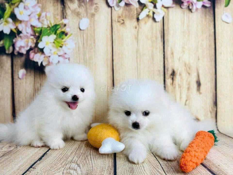 Chó Phốc Sóc Mini trắng Lanh. Mua bán Chó tại Quận 6 Tp Hồ Chí Minh được đăng bởi Tiệm Pet Nhà Mun hình 3