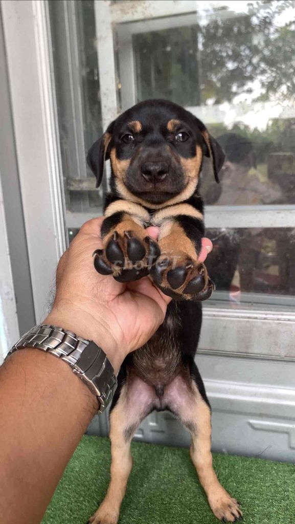 chó rotwler lai becgie bự con. Mua bán Chó tại Huyện Bình Chánh Tp Hồ Chí Minh được đăng bởi trung Dũng hình 1