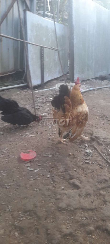 Gà tre trống Nâu vàng Khỏe mạnh. Mua bán Gà tại Huyện Tiểu Cần Trà Vinh được đăng bởi Giau Nguyen hình 1