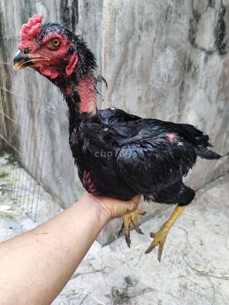 Gà đòn Ô Tơ 3kg 20. Mua bán Gà tại Quận 1 Tp Hồ Chí Minh được đăng bởi Ngọc Thạch hình 1