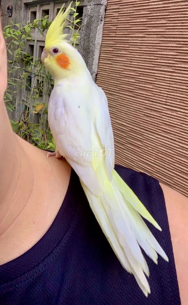 Vẹt Cockatiel tập ăn sieu thuần siêu ngoan. Mua bán Chim tại Huyện Hóc Môn Tp Hồ Chí Minh được đăng bởi Vẹt Cảnh Sài Gòn hình 1
