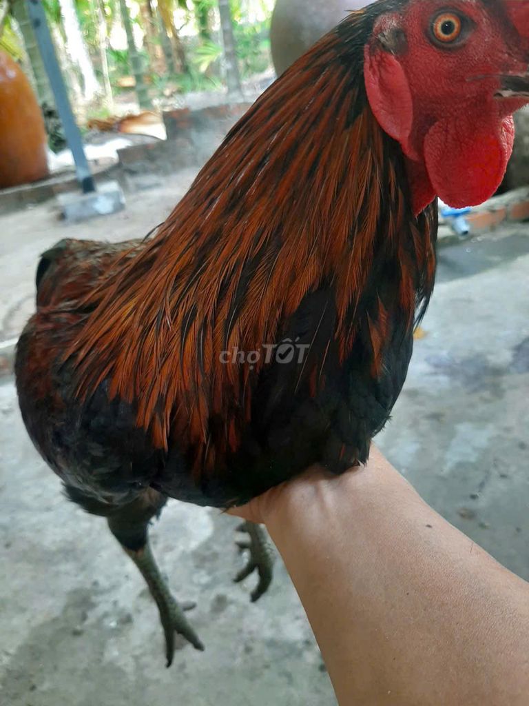 Gà Điều. Mua bán Gà tại Huyện Châu Thành Kiên Giang được đăng bởi Phúc Em hình 1