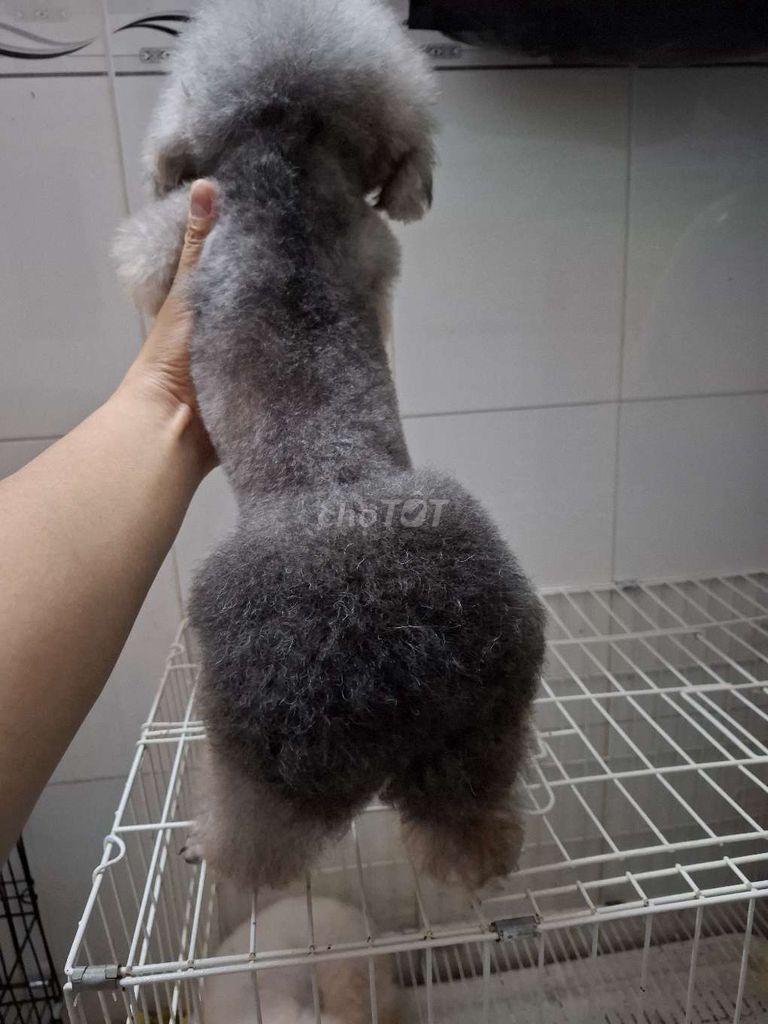 Đực poodle ( Phối_giống)