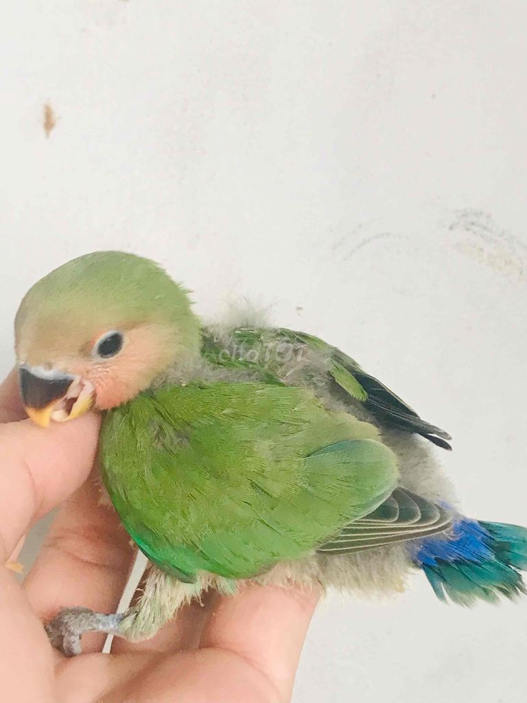 VẸT LOVEBIRD