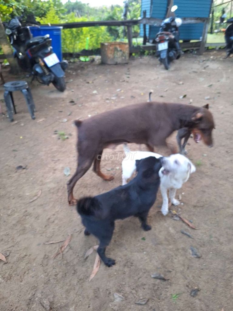 giao lưu thể loại khác. Mua bán Chó tại Quận 10 Tp Hồ Chí Minh được đăng bởi Ngan hình 3