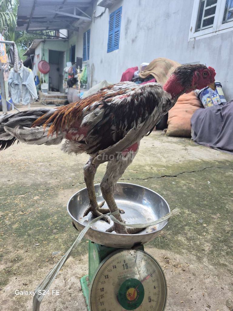 Gà chọi Phú Yên trống 8 tháng 2.6-2.9kg. Mua bán Gà tại Huyện Bến Lức Long An được đăng bởi Văn Tiến Pham hình 1