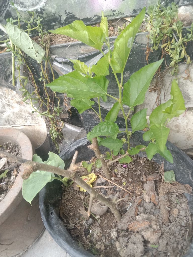 Cây Dâu tằm Tứ quý. Mua bán Cây cảnh, đồ trang trí tại Huyện Phong Điền Cần Thơ được đăng bởi Trung hình 1